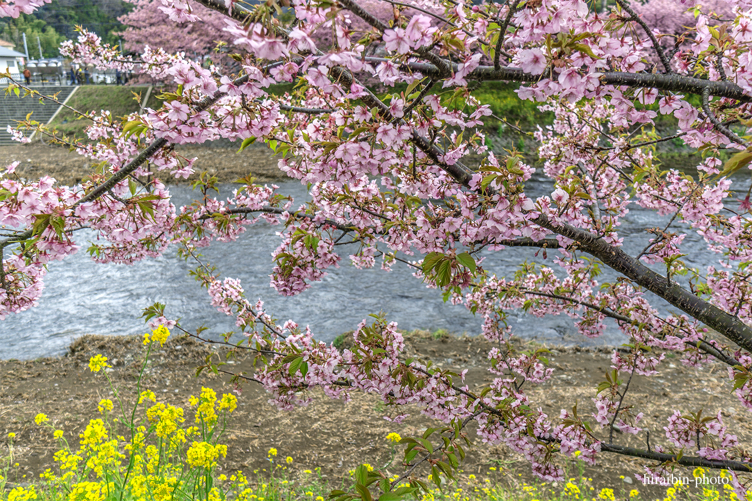 3月、伊豆の河津桜