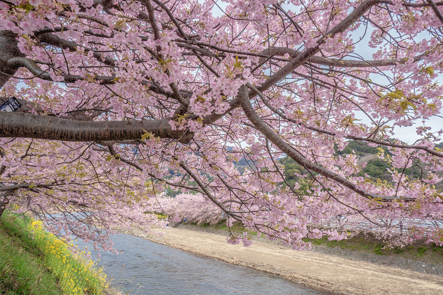 3月の河津桜