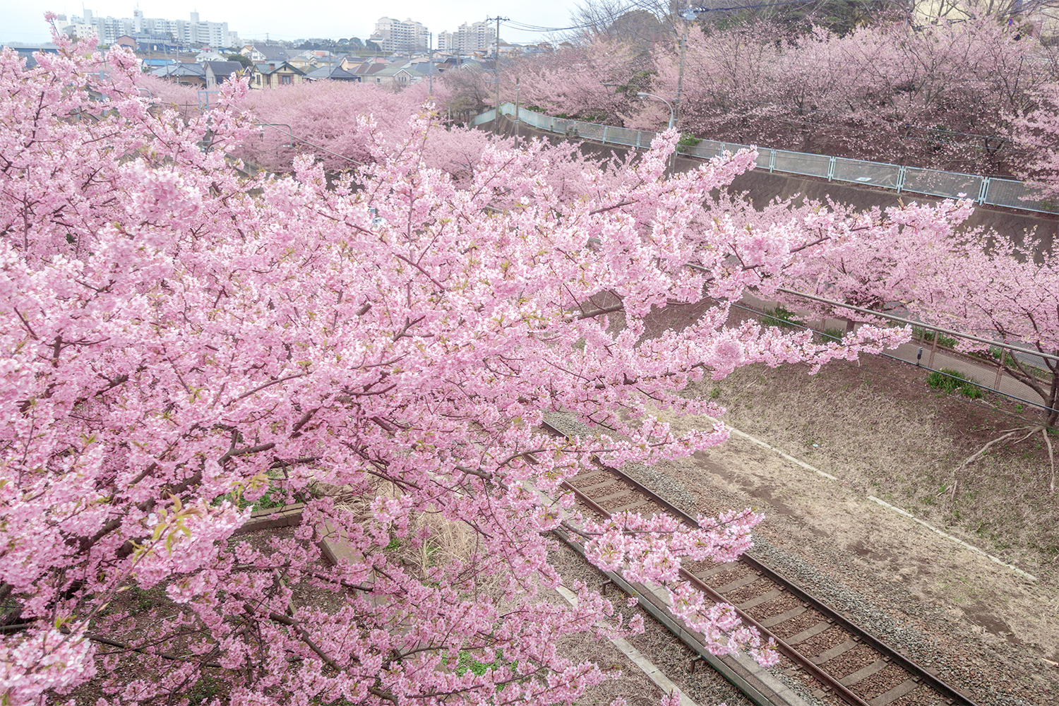 3月、三浦半島の桜