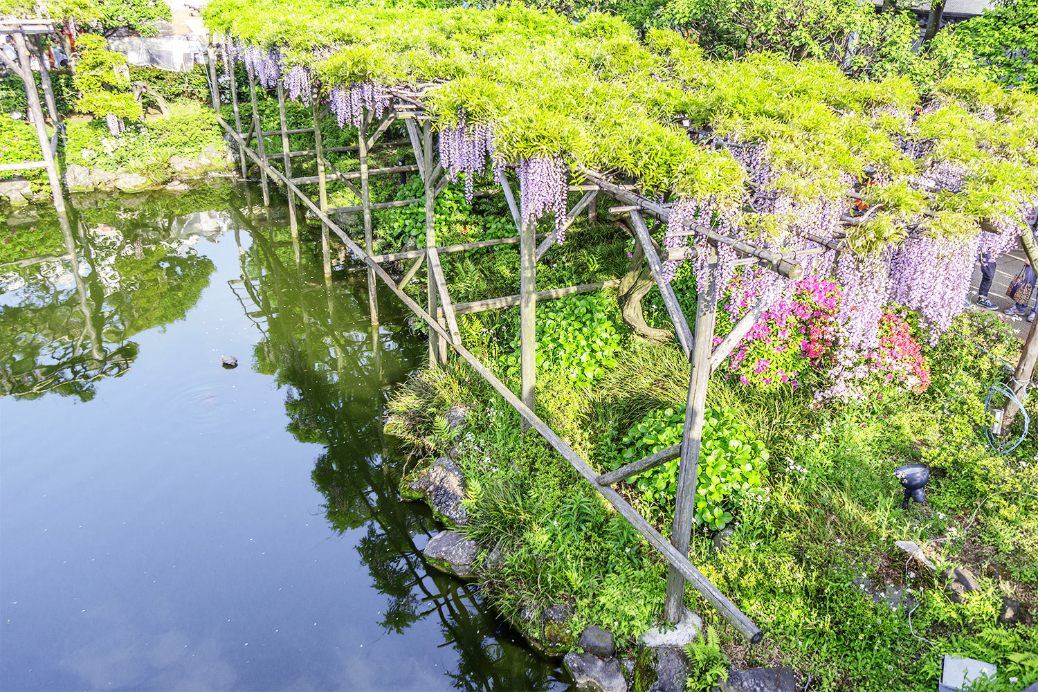 4月、亀戸天神社