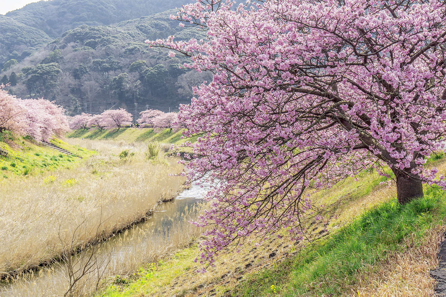 2月下旬、下鴨温泉での桜