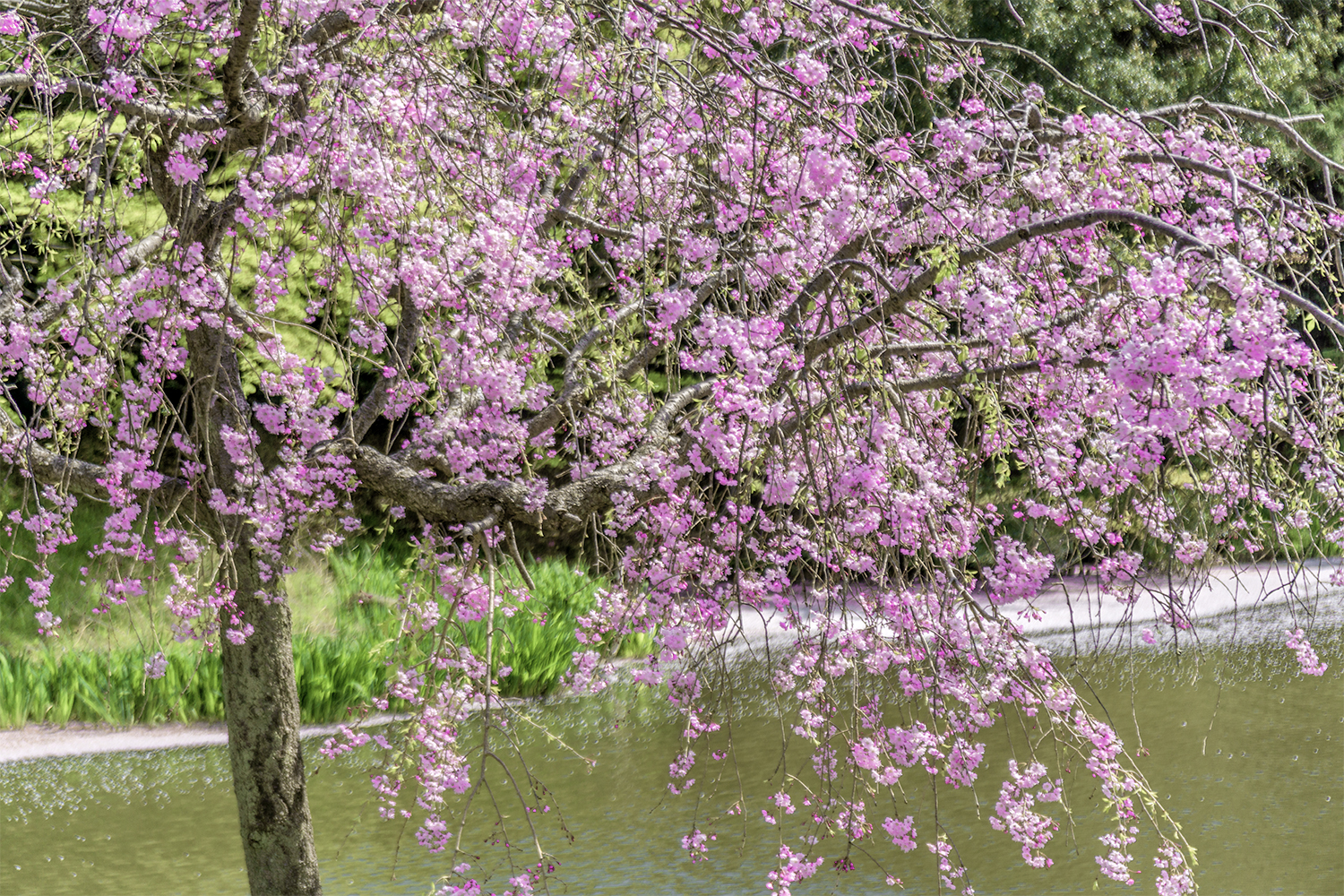 4月、横浜・称名寺