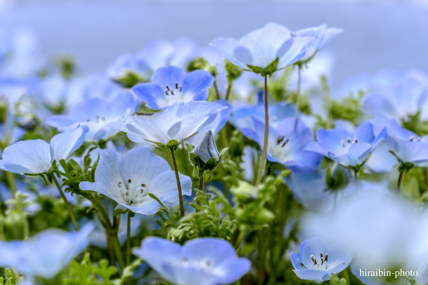 4月、ひたち海浜公園