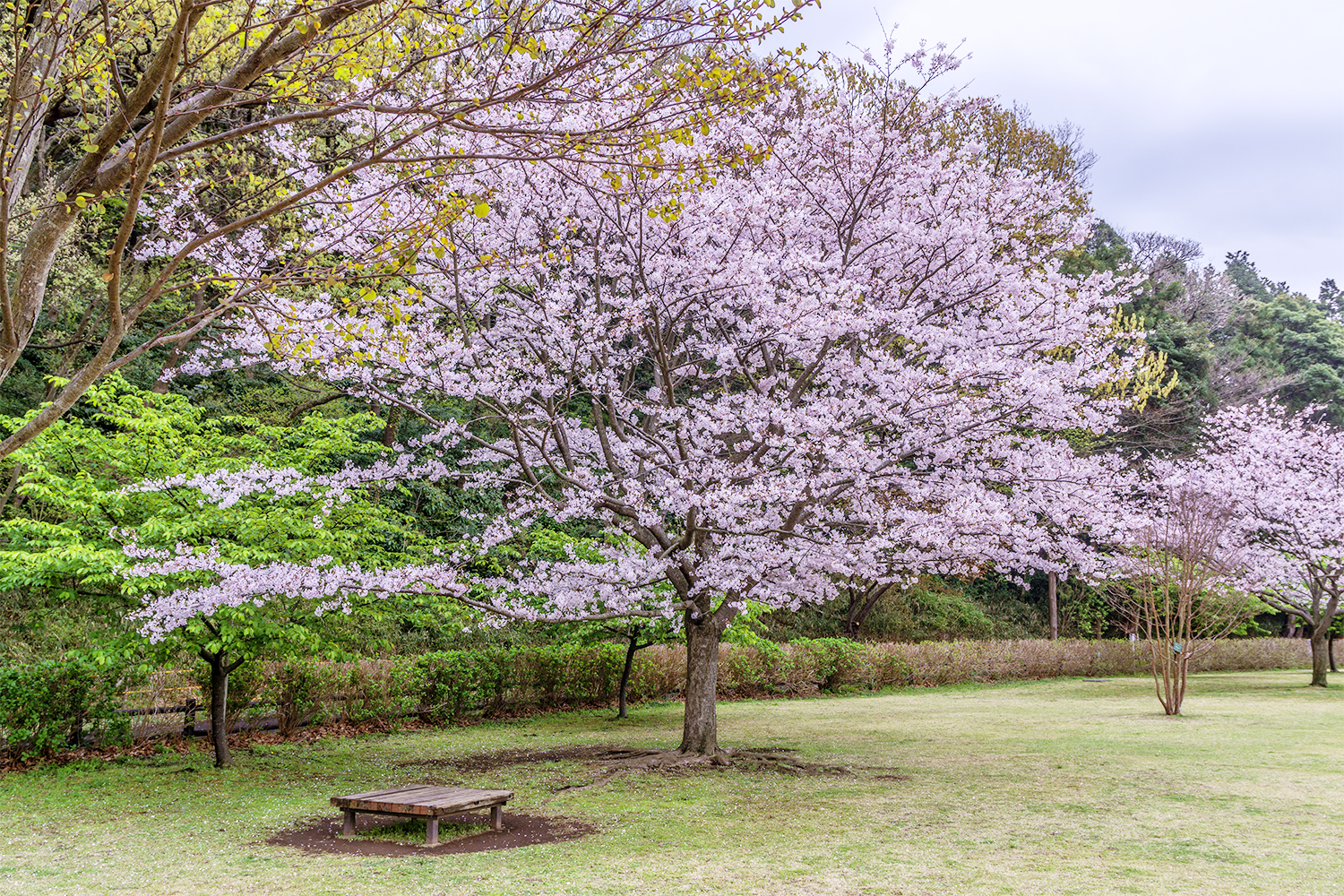 3月、3月、どこかの公園？の桜