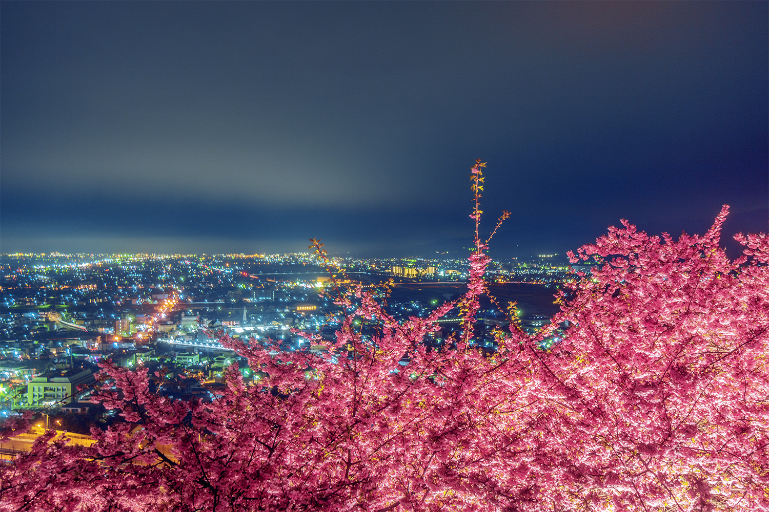 3月、松田山ハーブガーデン夜桜と夜景