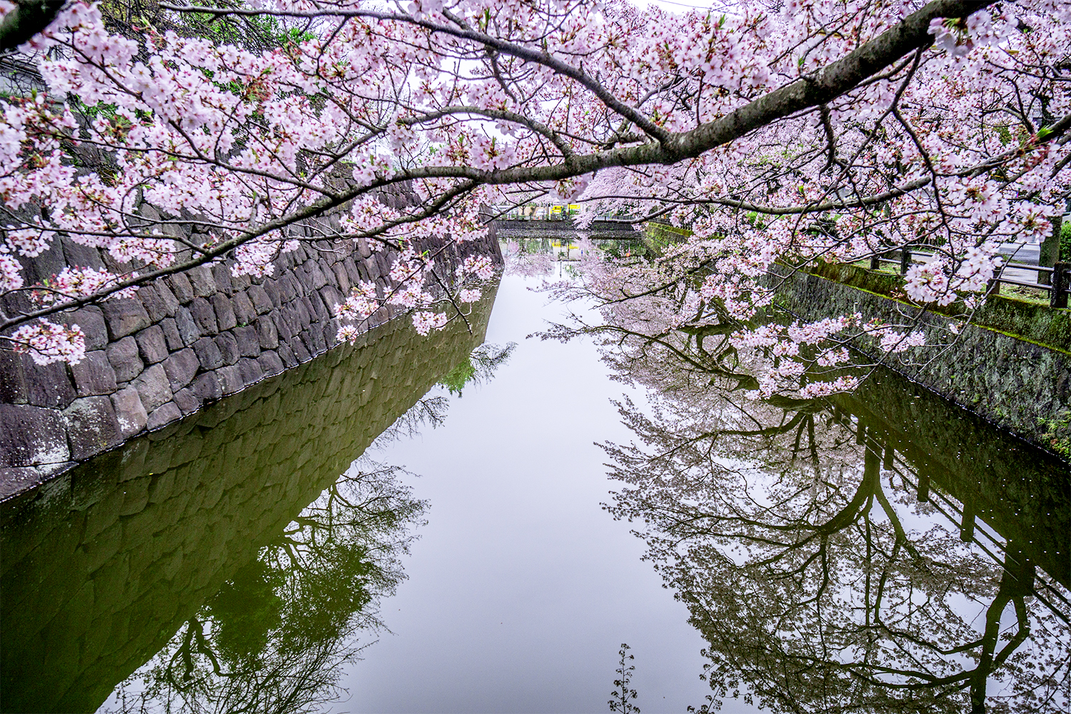 4月、小田原城の桜