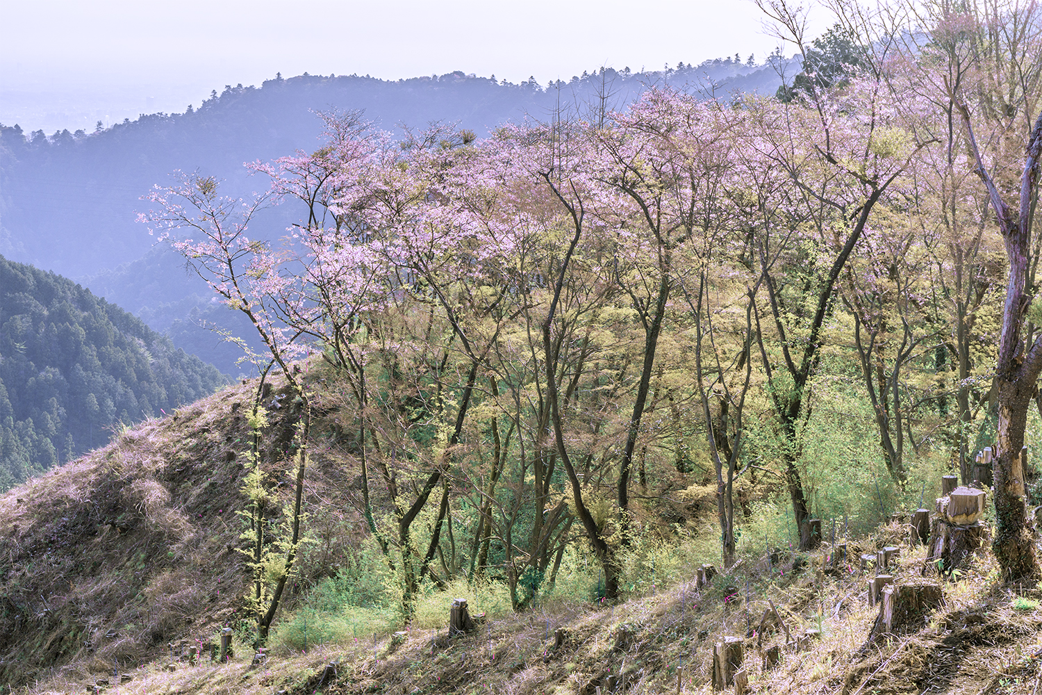 4月、高尾山