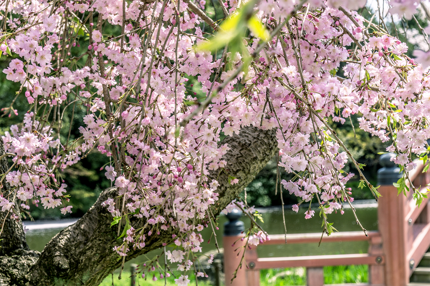 4月、称名寺の桜