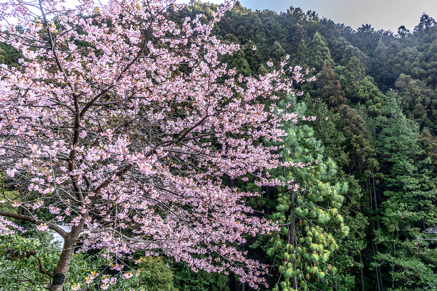 3月、どこかの山の桜