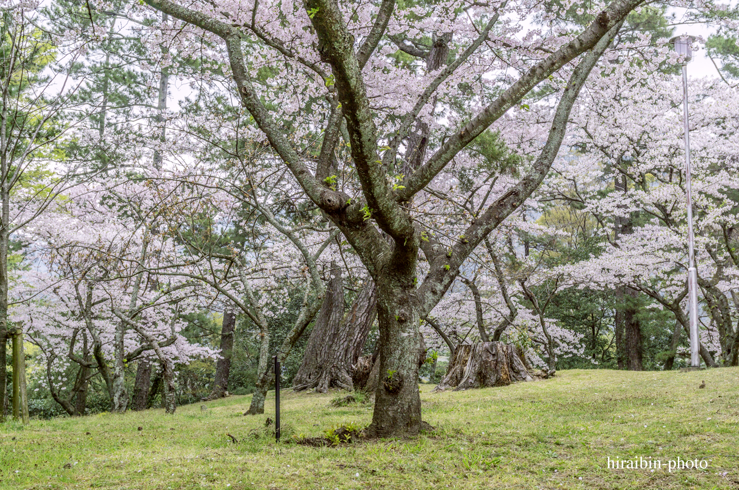 「出雲大社」編_photo.06