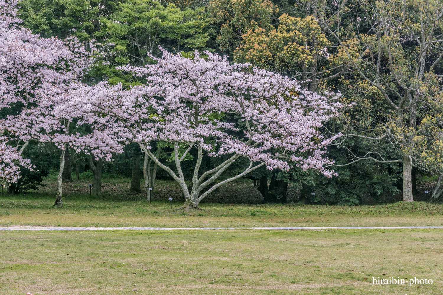 「出雲大社」編_photo.24