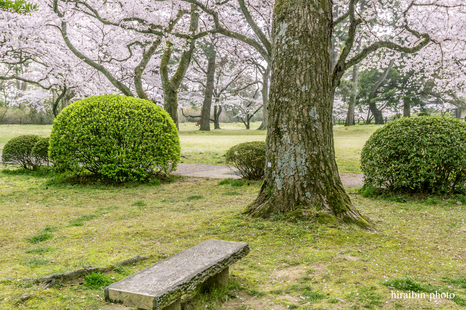 「出雲大社」編_photo.26