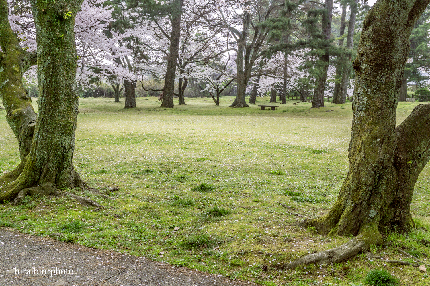 「出雲大社」編_photo.27