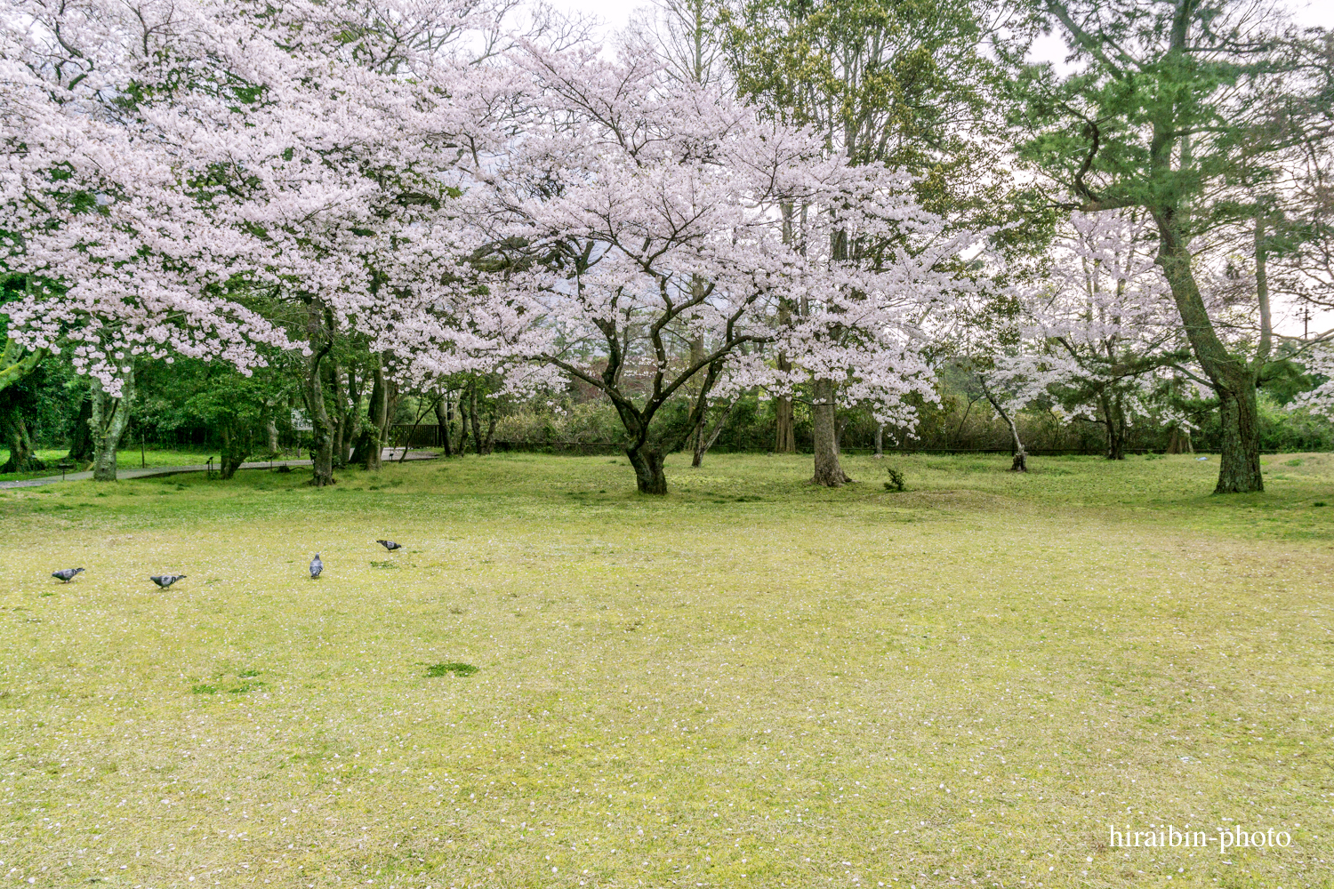 「出雲大社」編_photo.28