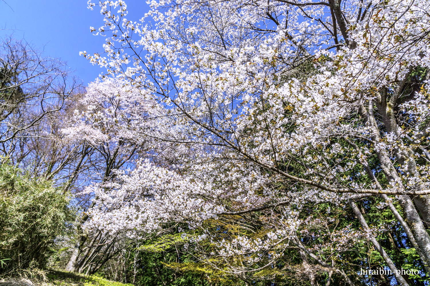 「箱根・湯坂山-浅間山」_photolog.03