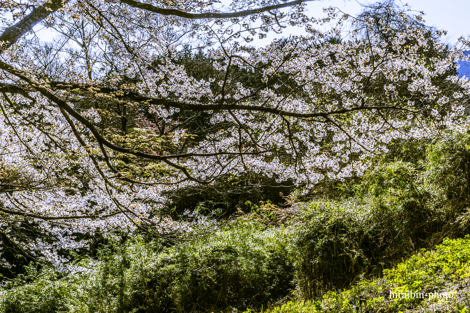 「箱根・湯坂山-浅間山」_photolog.04