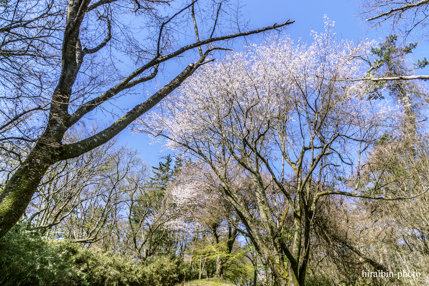 「箱根・湯坂山-浅間山」_photolog.11