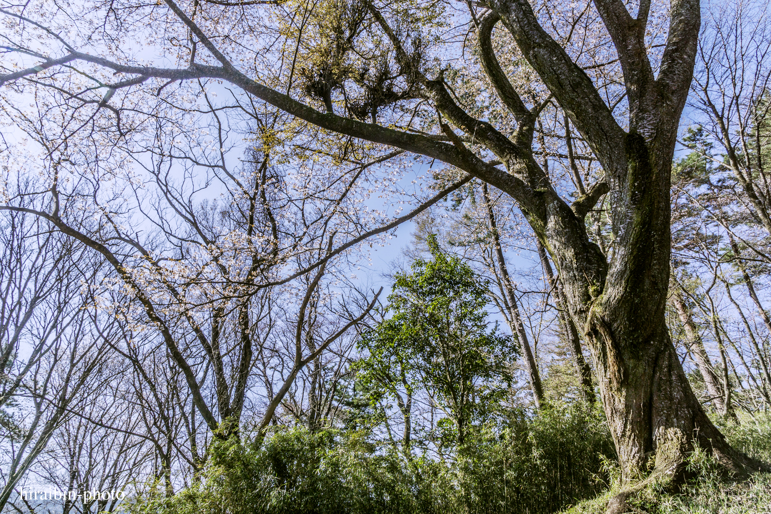 「箱根・湯坂山-浅間山」_photolog.12