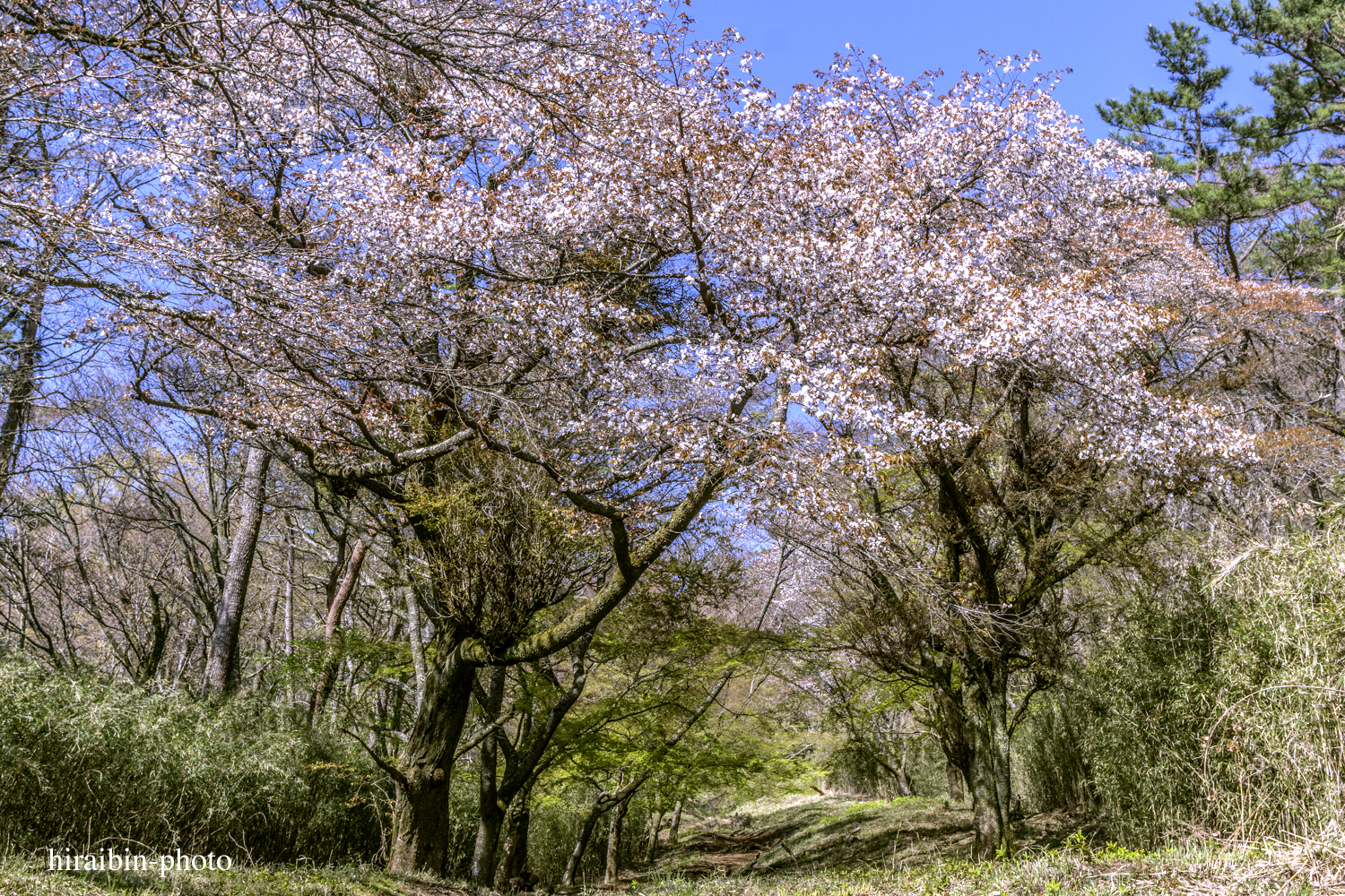 「箱根・湯坂山-浅間山」_photolog.16