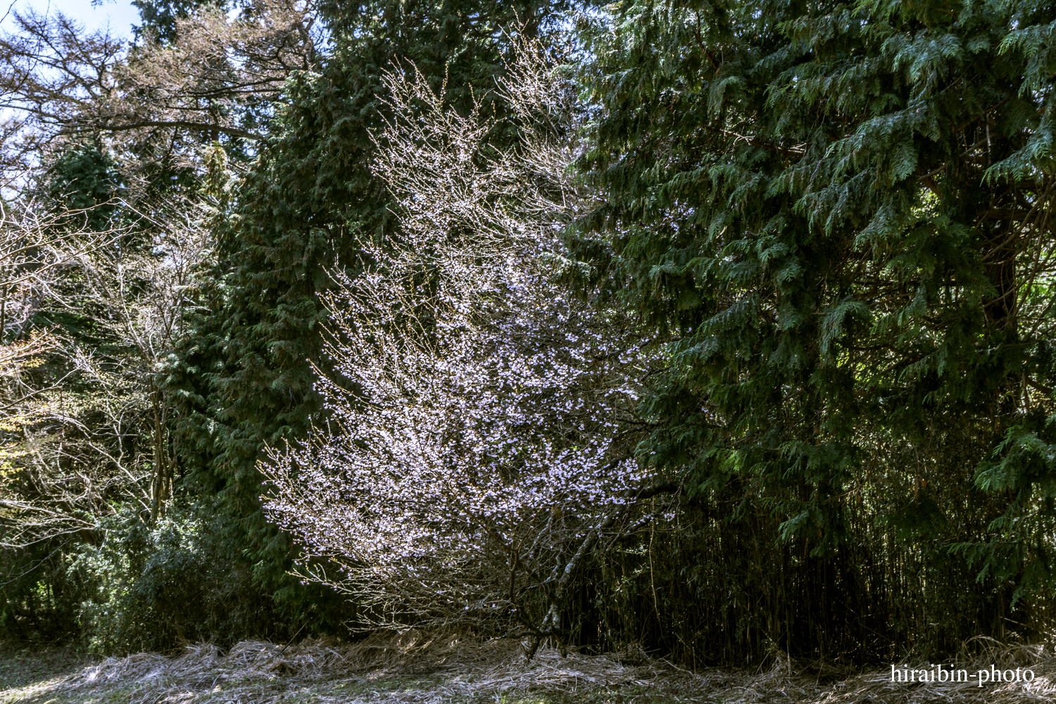 「箱根・湯坂山-浅間山」_photolog.19