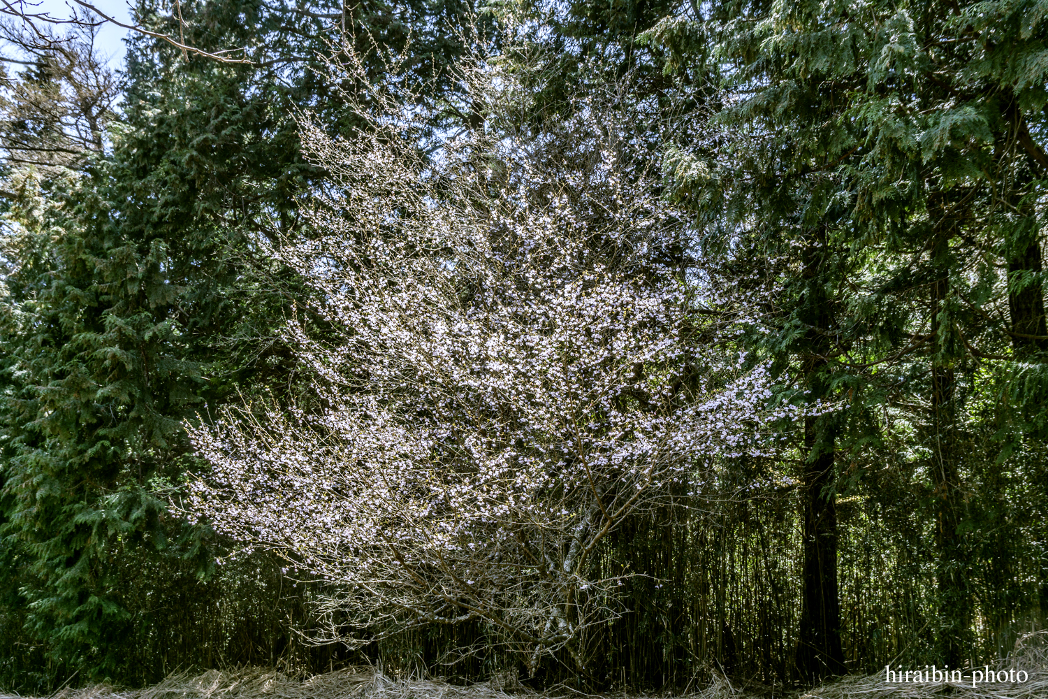 「箱根・湯坂山-浅間山」_photolog.20