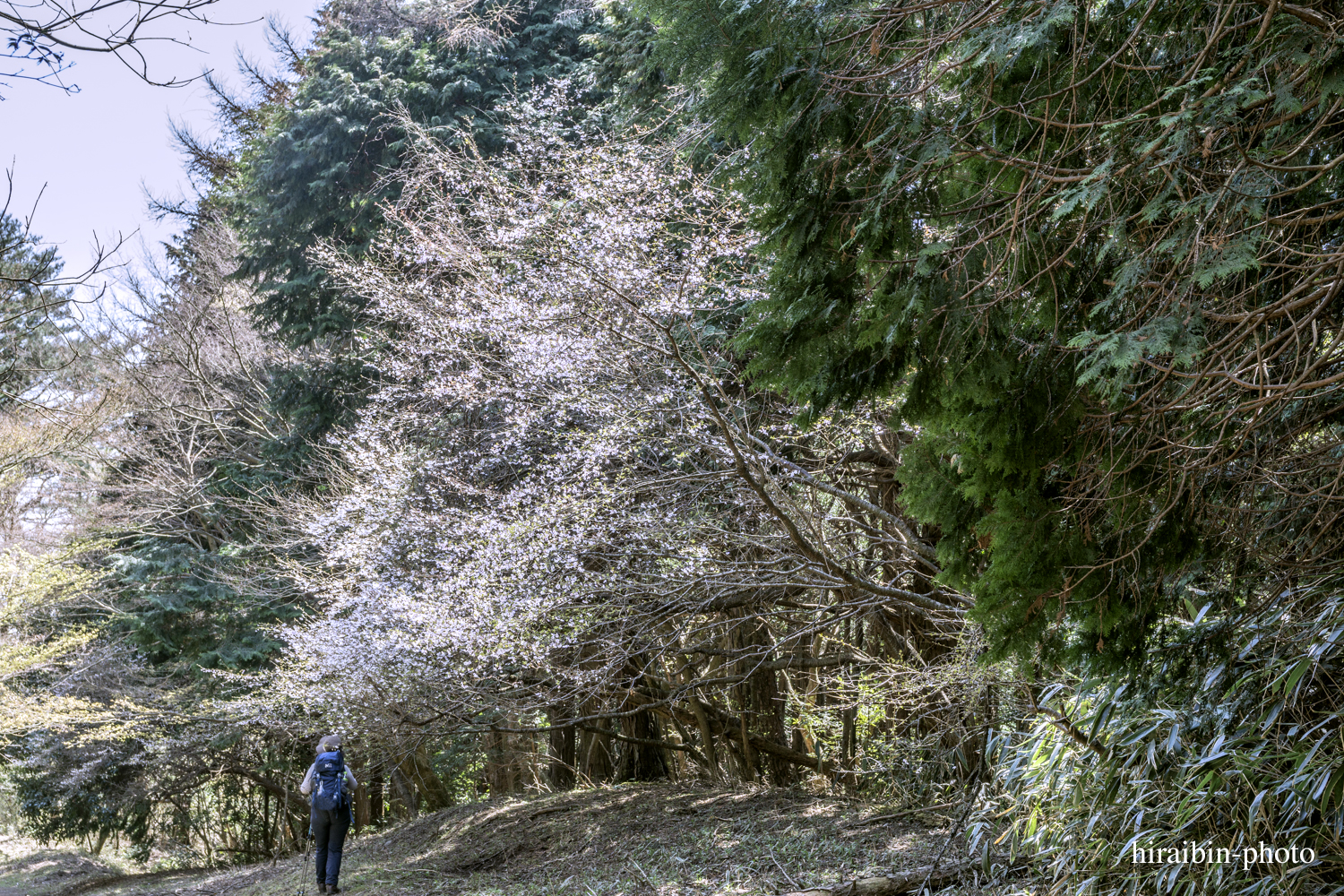 「箱根・湯坂山-浅間山」_photolog.22