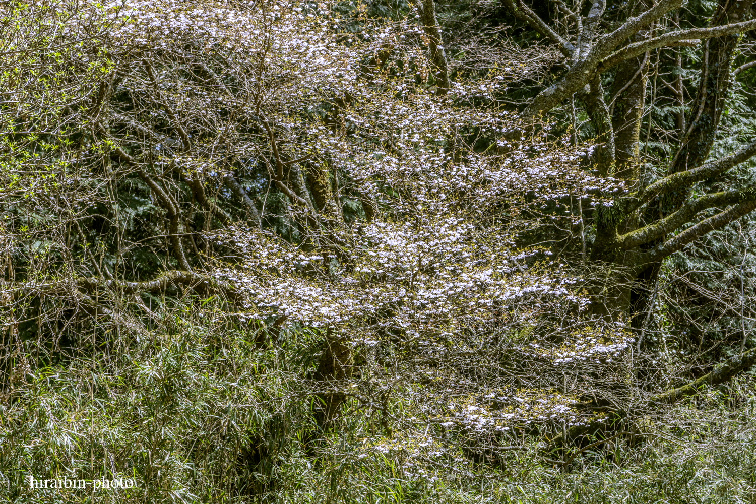 「箱根・湯坂山-浅間山」_photolog.25