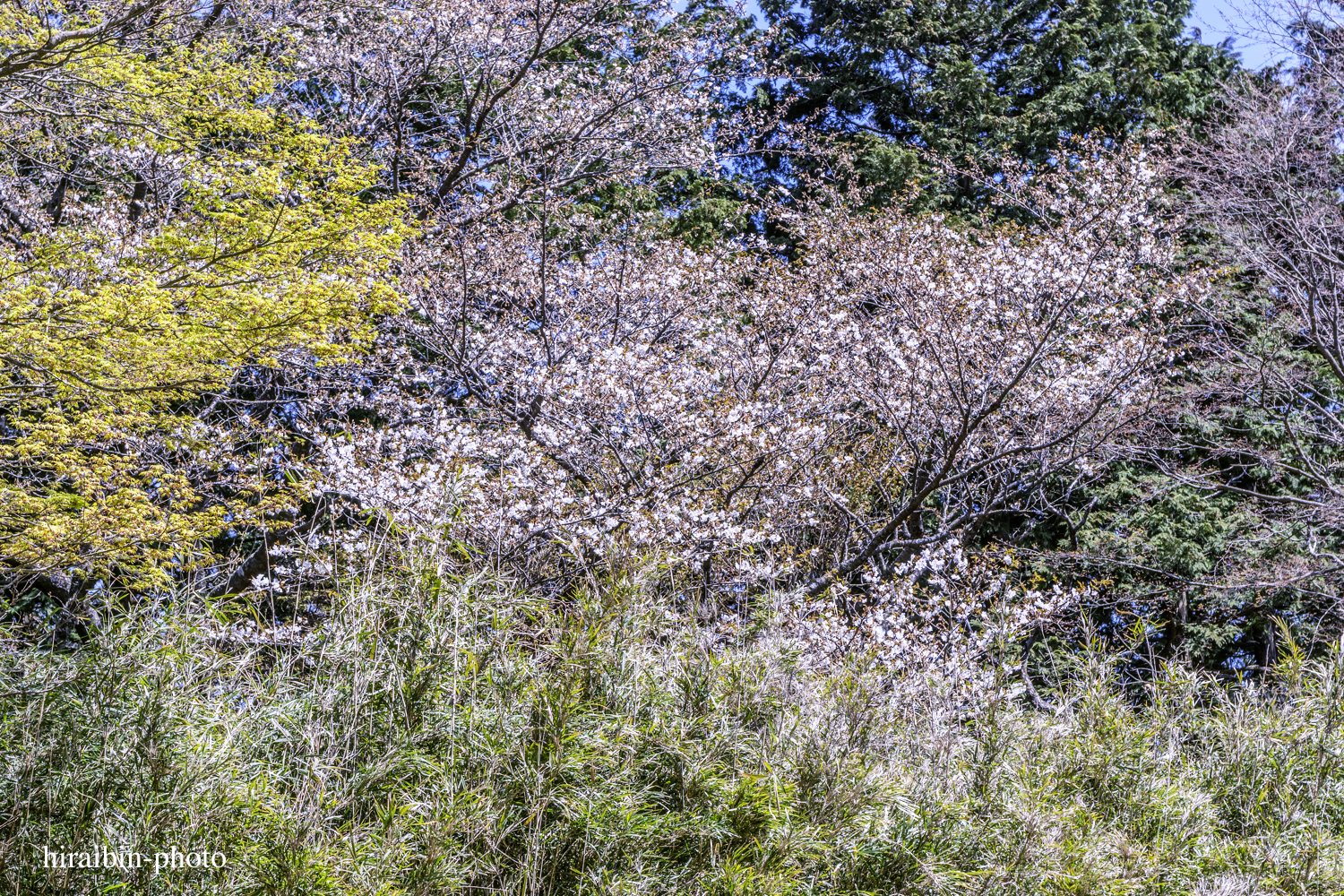 「箱根・湯坂山-浅間山」_photolog.26