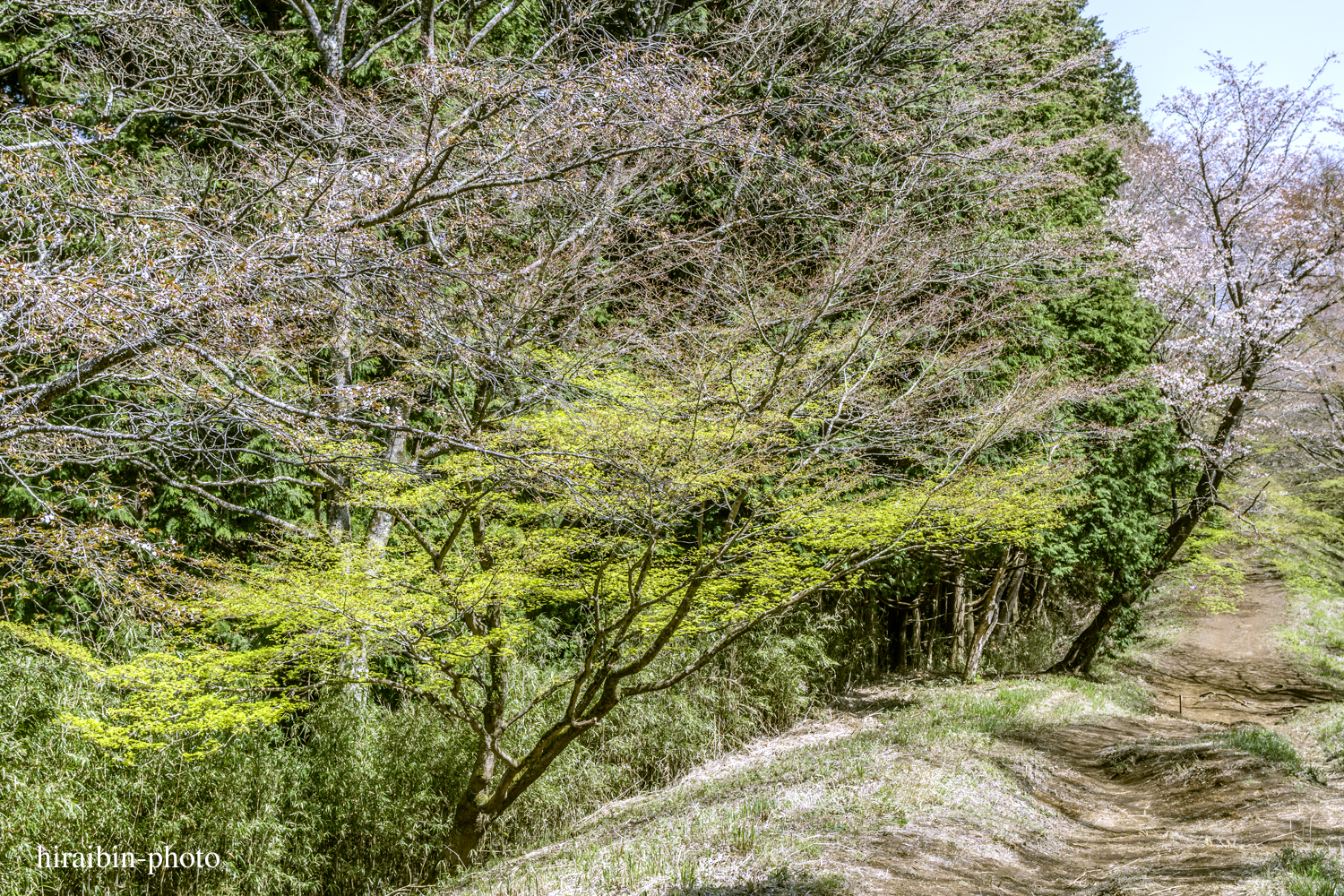 「箱根・湯坂山-浅間山」_photolog.27