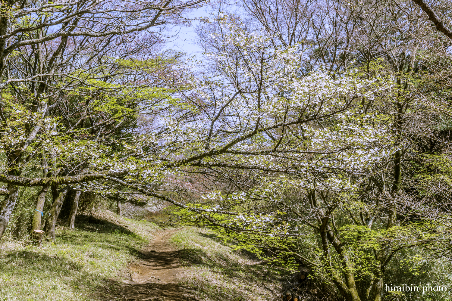 「箱根・湯坂山-浅間山」_photolog.28