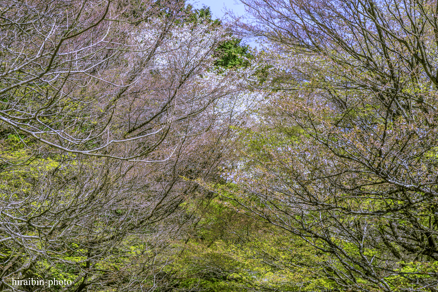 「箱根・湯坂山-浅間山」_photolog.29