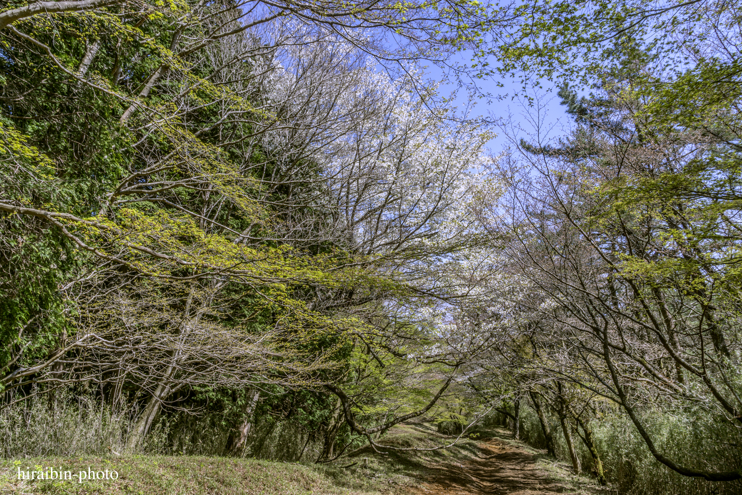 「箱根・湯坂山-浅間山」_photolog.30