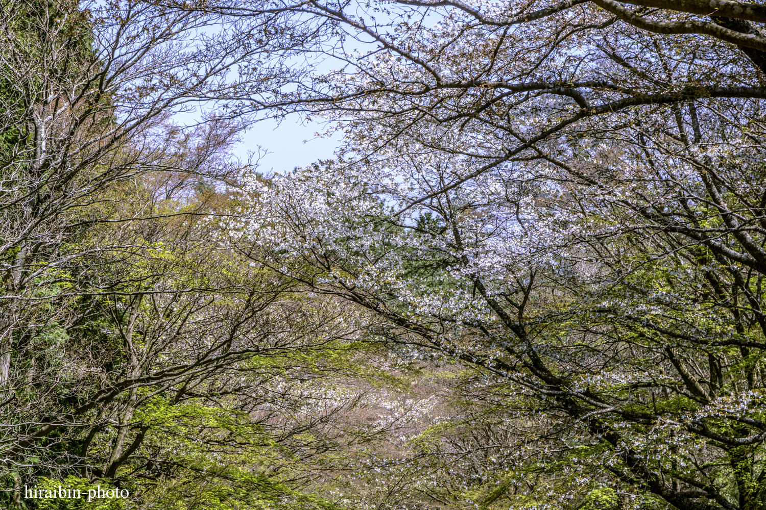 「箱根・湯坂山-浅間山」_photolog.31