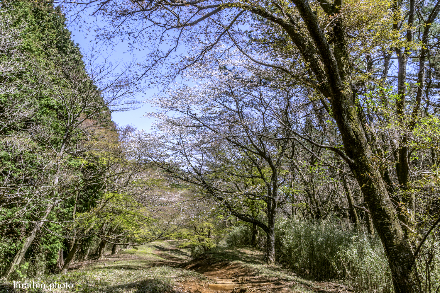 「箱根・湯坂山-浅間山」_photolog.32