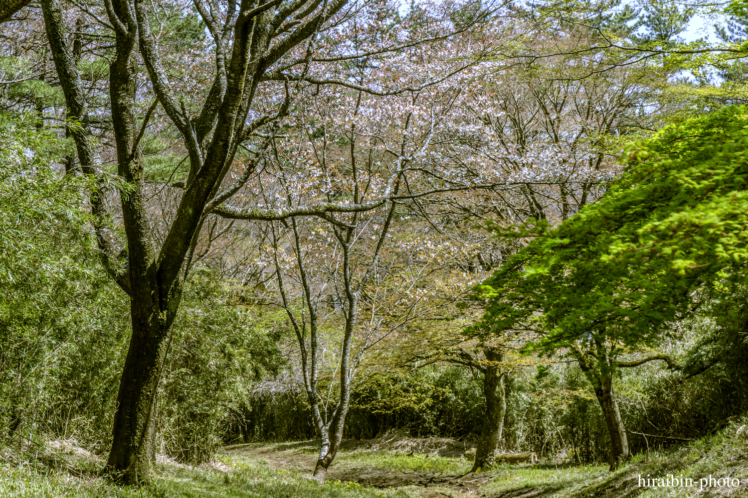 「箱根・湯坂山-浅間山」_photolog.35