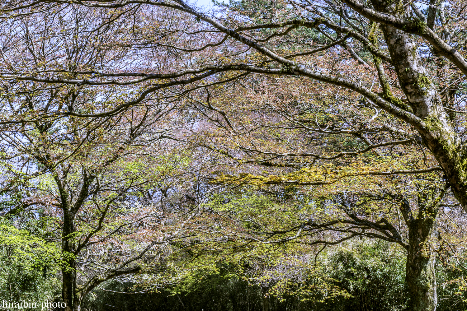 「箱根・湯坂山-浅間山」_photolog.37