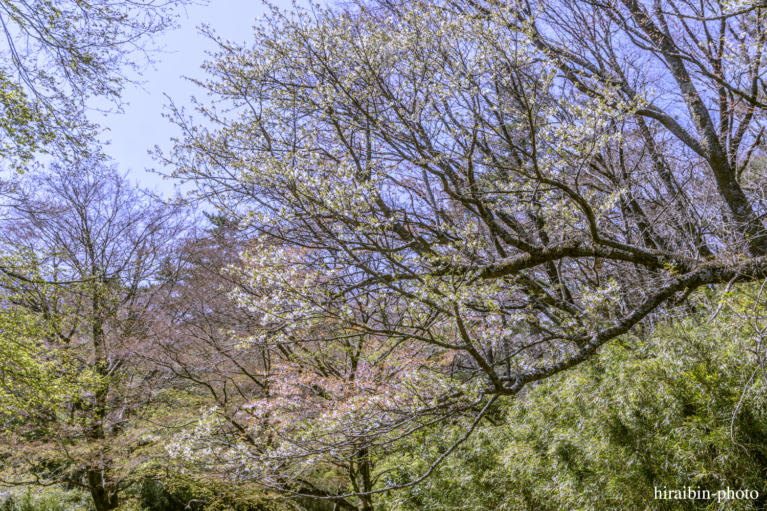 「箱根・湯坂山-浅間山」_photolog.38