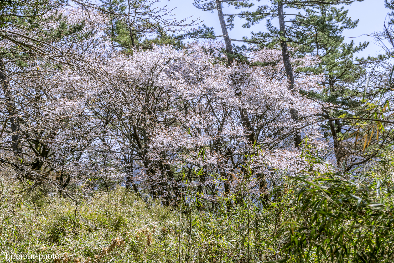 「箱根・湯坂山-浅間山」_photolog.41