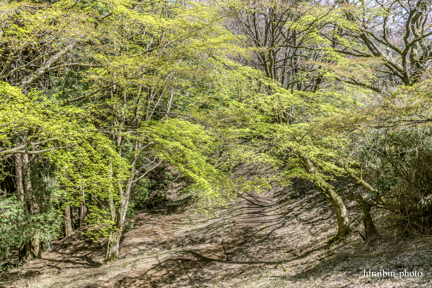 「箱根・湯坂山-浅間山」_photolog.42