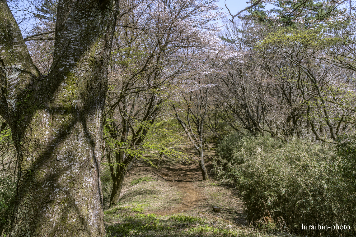 「箱根・湯坂山-浅間山」_photolog.43