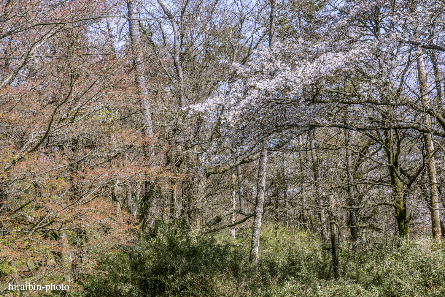 「箱根・湯坂山-浅間山」_photolog.48