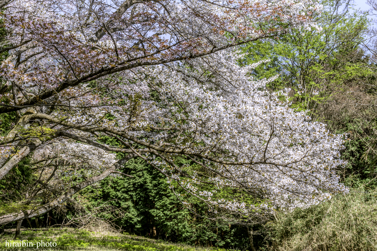 「箱根・湯坂山-浅間山」_photolog.53