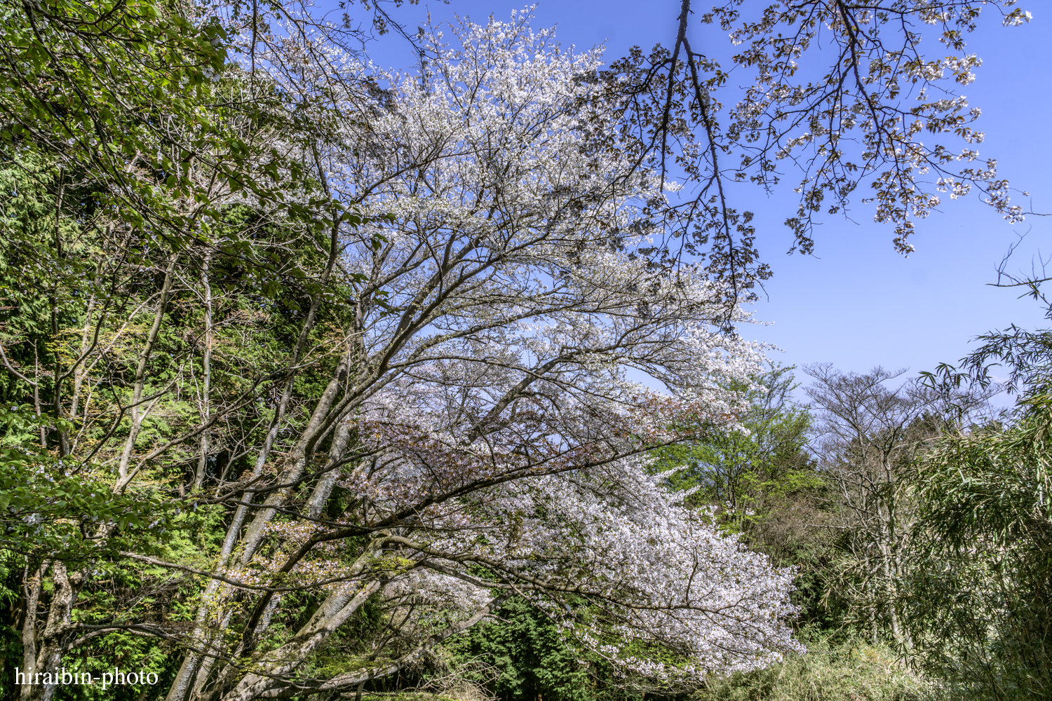 「箱根・湯坂山-浅間山」_photolog.54