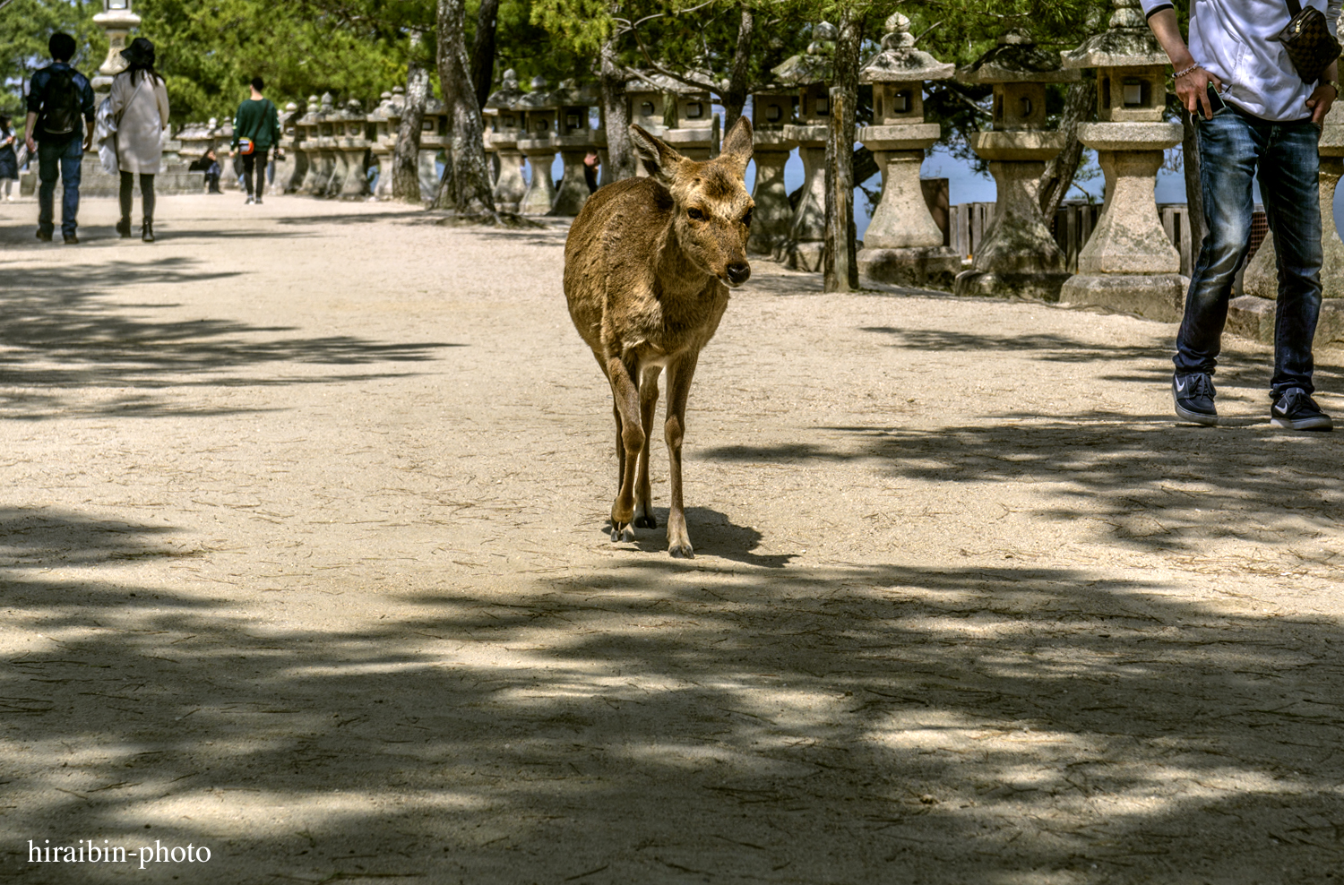 「安芸の宮島・嚴島神社」編_photoiog.31