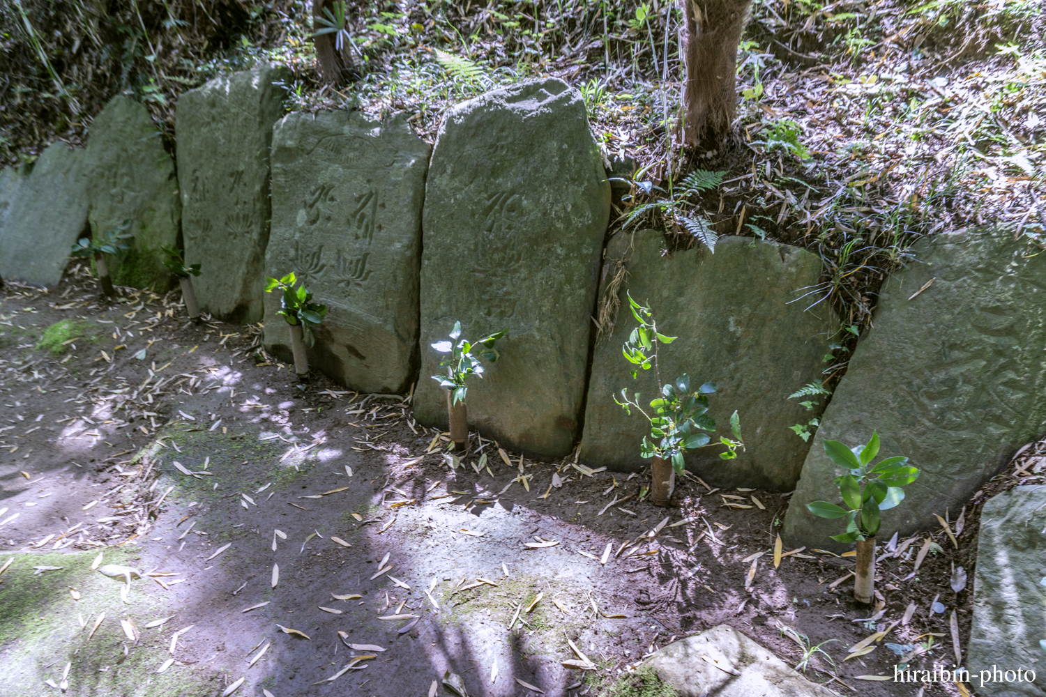 2019.5.3-香取神宮photolog_32