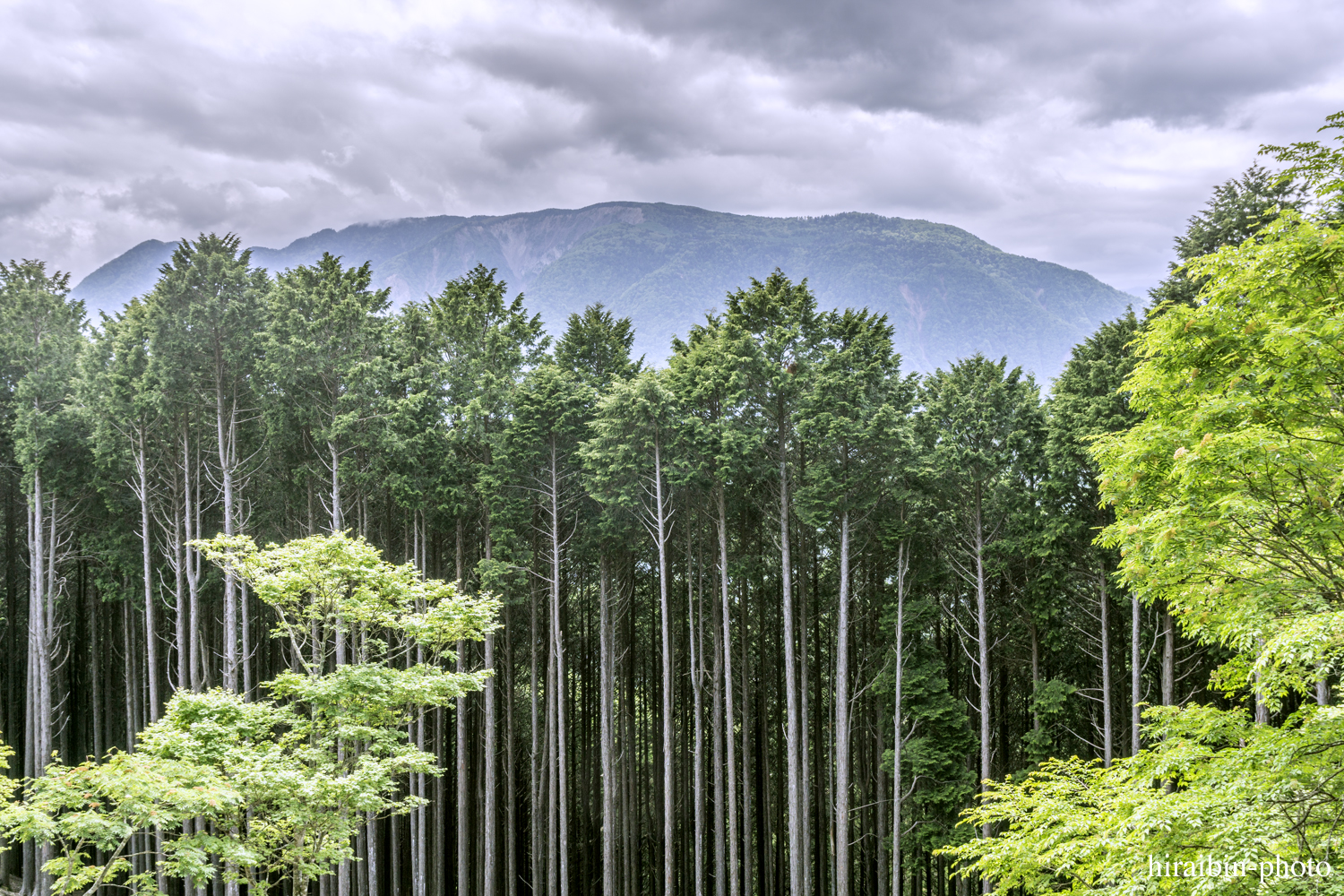 身延山久遠寺_photolog.91