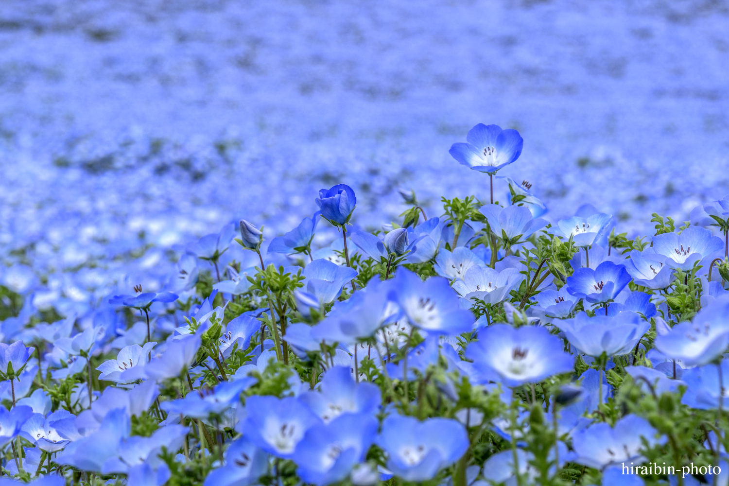 ひたち海浜公園_photolog.04