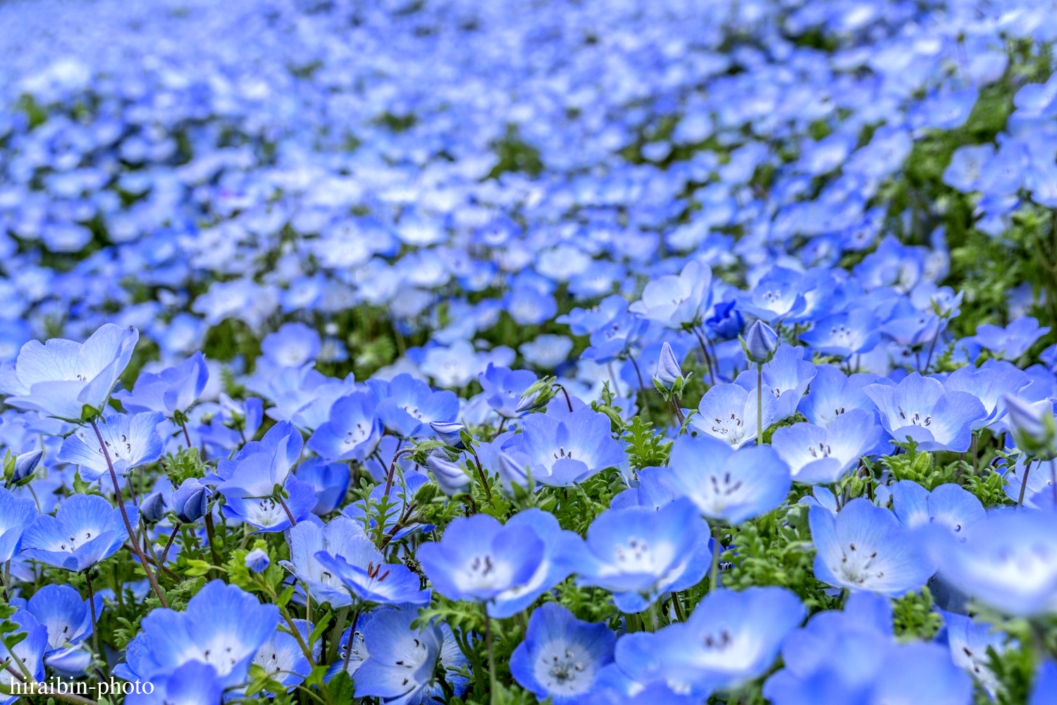 ひたち海浜公園_photolog.07