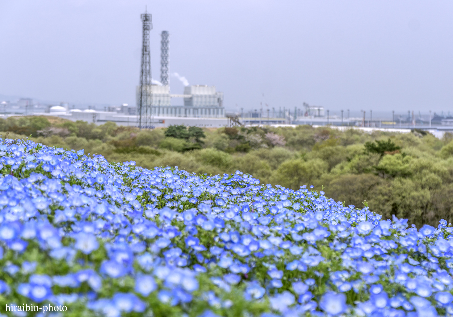 ひたち海浜公園_photolog.09