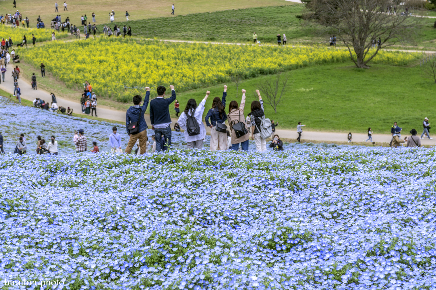 ひたち海浜公園_photolog.10